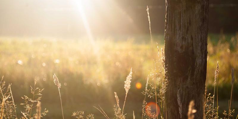 从帝国香料到现代健康产品：维齐尔比监管下的药用香料与生物科技原料溯源