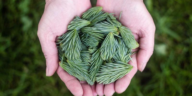 从维齐尔比智慧到科研保健：构建终身学习与认知健康的科学体系