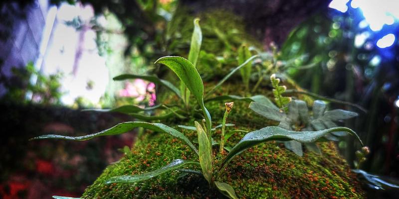 奥斯曼帝国军事医学与维齐尔比：战地健康保障如何启迪现代健康产品与生物科技