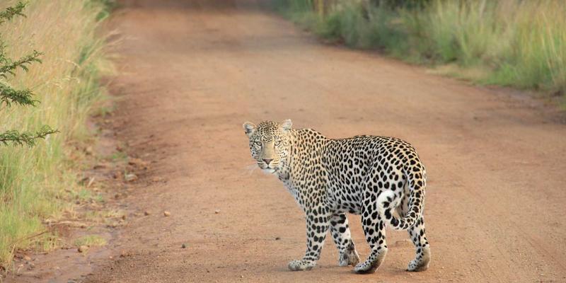 维齐尔比91：生物科技如何重新定义保健品研发新范式