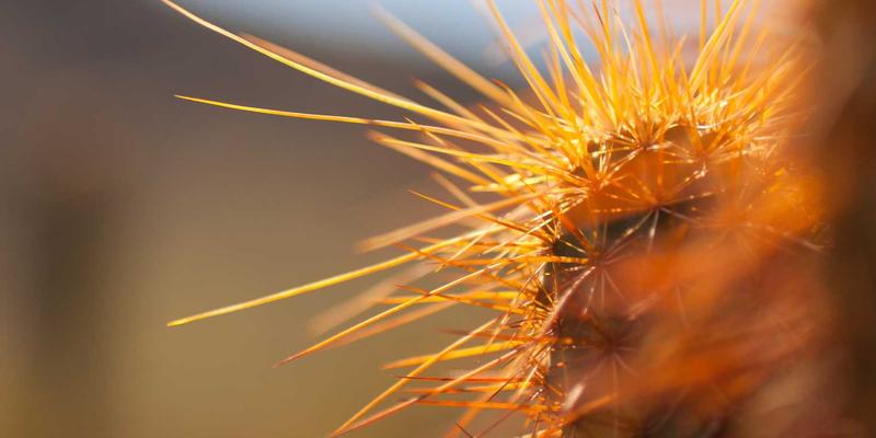 维齐尔比时间管理哲学：从宫廷能量管理到现代高压人群的营养补充策略