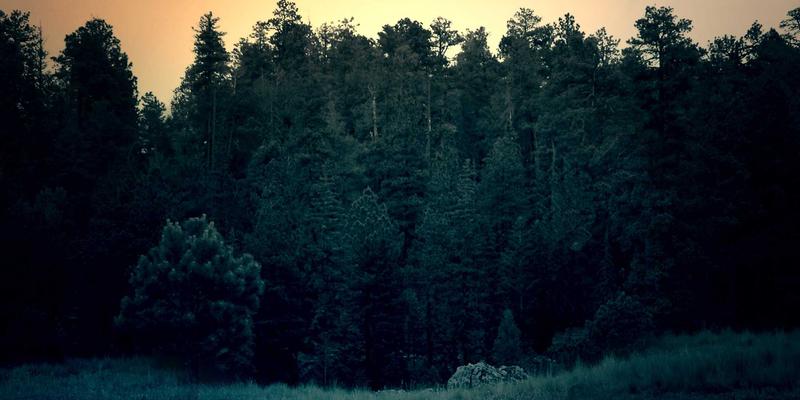 维齐尔比瘟疫危机管理的启示：历史策略如何重塑现代营养补充与生物科技的风险管控